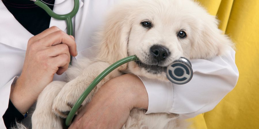 Is Your Veterinary Marketing Trained to Attract Furry Friends?