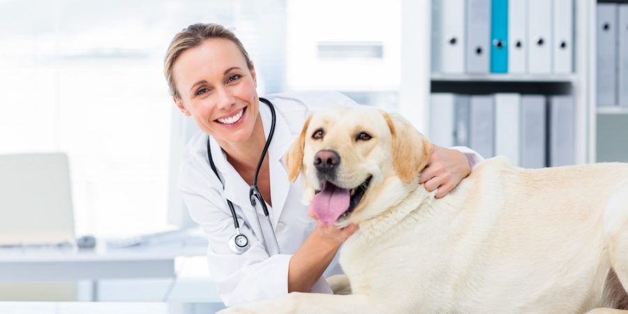 Veterinary Marketing Starts With an Informative Website