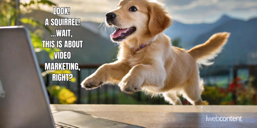 Wag Your Tail Over Video Marketing! (It’s the Purrfect Tool to Attract Customers)