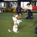 Pawsitively Effective: Content Marketing for Dog Trainers